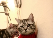 LOL赛事-意甲改朝换代之夜，内马尔用最不意甲的方式，统治了最意甲的战场