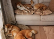 英雄联盟总决赛门票-不眠长夜，星辰为证，黄喜灿于奥运悬崖边的冠军一击