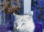 英雄联盟总决赛门票-霍勒迪利刃出鞘，太阳铁壁防守稳稳拿下独行侠