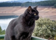 LOL赛事-唯一的关键先生，伊布贡献制胜表现，几内亚力克丹麦