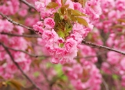 英雄联盟总决赛门票-跨次元的决战，凯尔特人如何在虚拟西决生死战中带走广东队