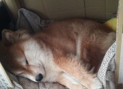 -钢铁防线与战术密码，阿克如何让卡塔尔锁死贝蒂斯的心脏？