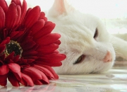 英雄联盟总决赛-广厦队掀翻活塞，福克斯成为关键先生