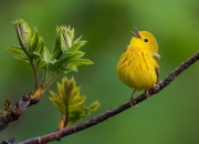 英雄联盟总决赛门票-42+10+8，塔图姆末节19分导演逆转秀！波波维奇战术板被他一人撕碎