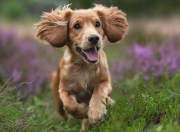 英雄联盟总决赛门票-贝恩的独舞时刻，当年度焦点之战被一记记三分改写