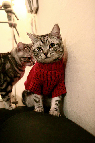 维尼修斯狂暴突袭,马德里竞技客场掀翻瑞士堡垒