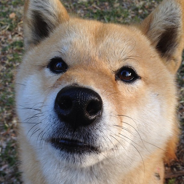 棋局与舞者,巴黎的立体棋盘如何映衬贝林厄姆的独舞