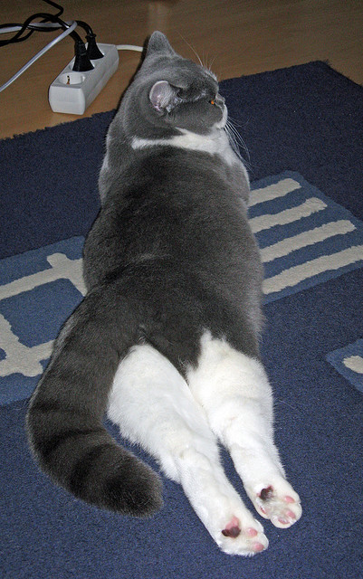 奇景！从诺坎普到威斯特法伦，苏亚雷斯绝境封神，德甲上演反常识统治