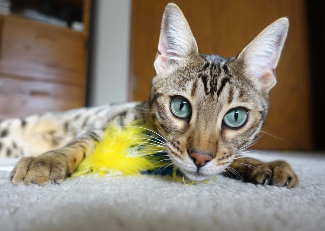 当锡安轰垮华盛顿长城，一次不可思议的跨联赛胜利