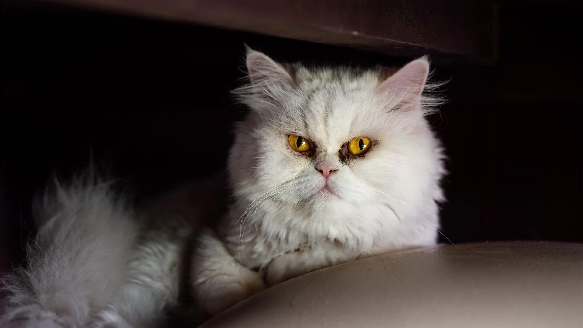 基辅风暴席卷巴黎,京多安大师级演出定格欧冠史诗夜