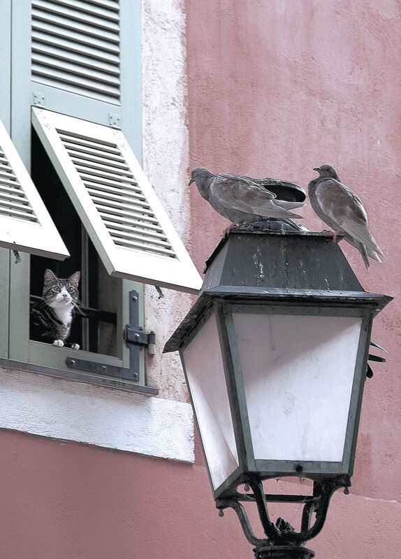 竞技的双面,火焰与韧劲—从伯纳乌的焦点到篮球场的逆转