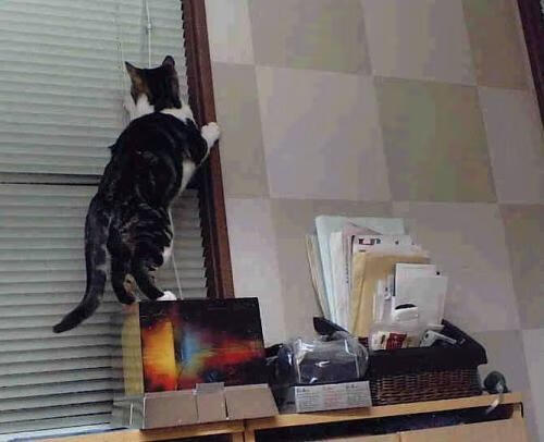 当枫叶遇见向日葵,卡瓦哈尔一球定音,足球联结战火与和平