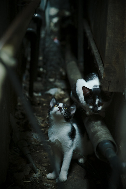 跨界时速，当库里在F1赛道上演压哨超车，国王击败鹈鹕的战术如何改写赛车史？