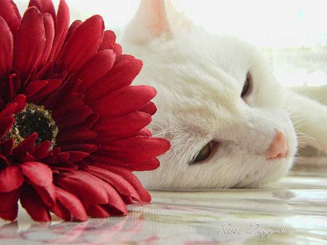 广厦队掀翻活塞,福克斯成为关键先生