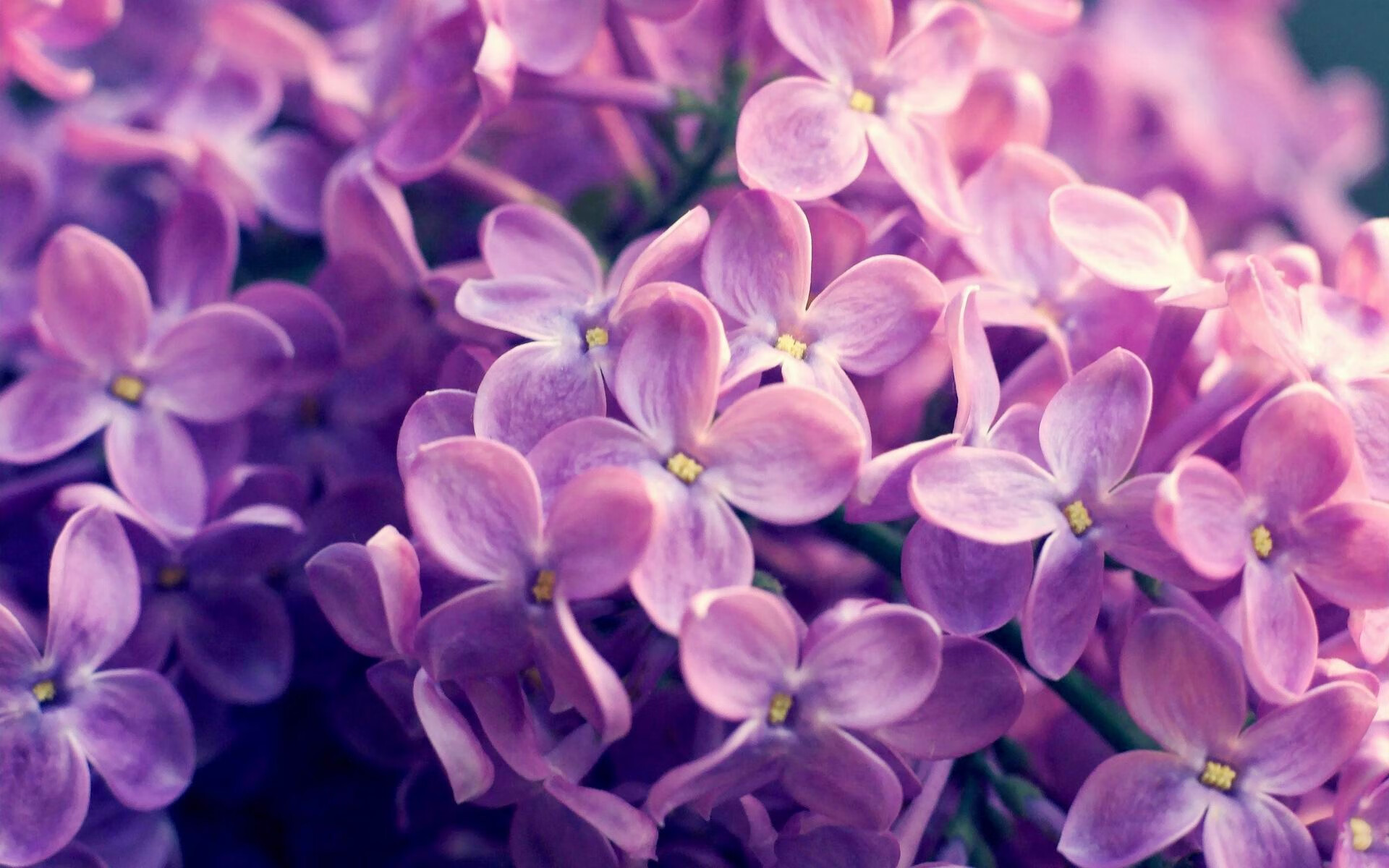 单节19分利剑出鞘！杰伦·格林一己之力撕碎雷霆，改写比赛全部剧本